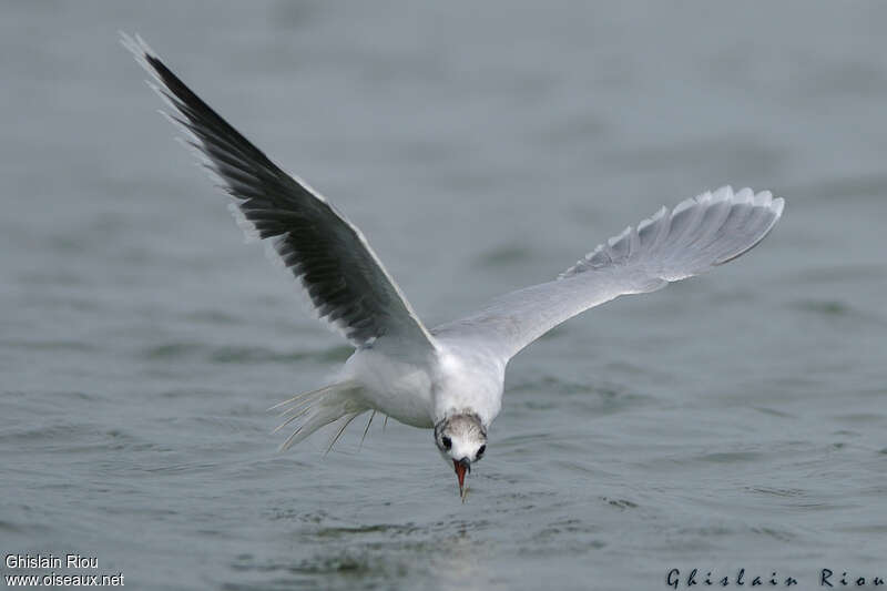 Mouette pygmée