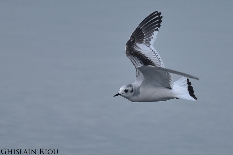 Mouette pygmée2ème année