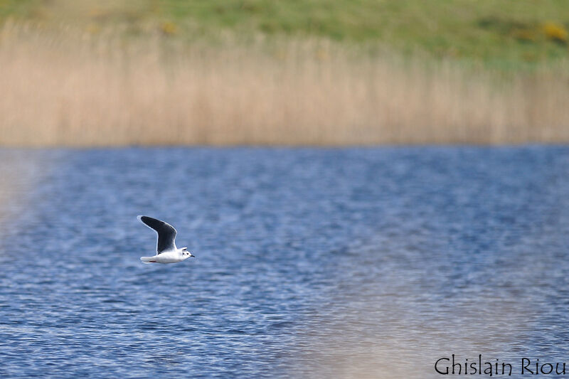 Mouette pygméeadulte