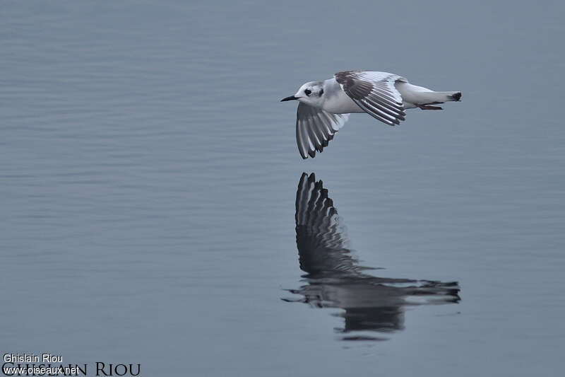 Little Gull