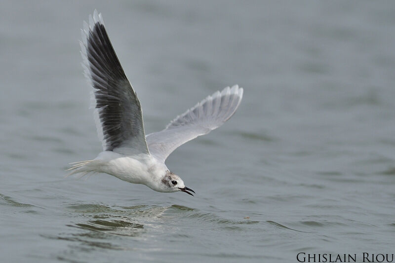 Little Gull