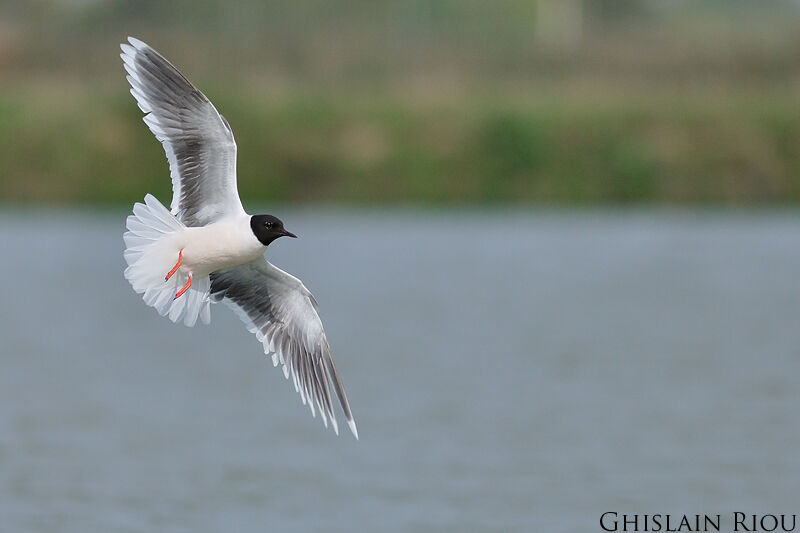 Little Gull