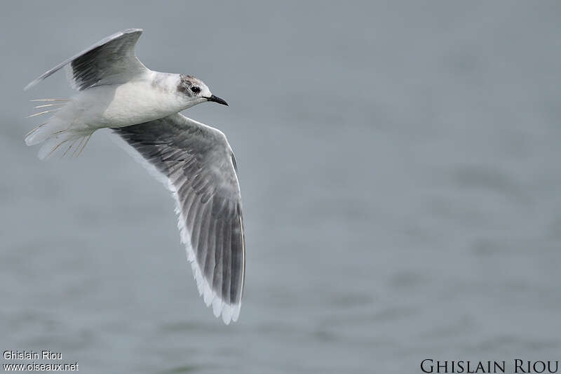 Mouette pygmée