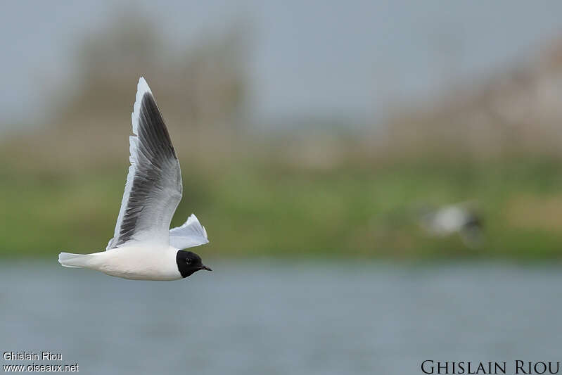 Mouette pygméeadulte nuptial, Vol