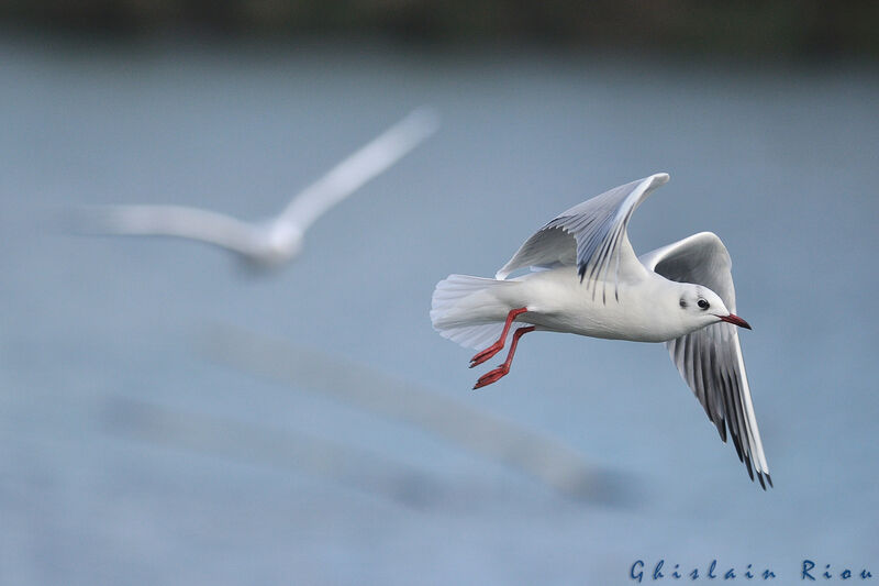 Mouette rieuse