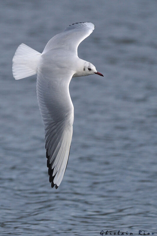 Mouette rieuseadulte