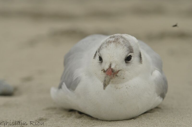 Mouette rieuseadulte internuptial