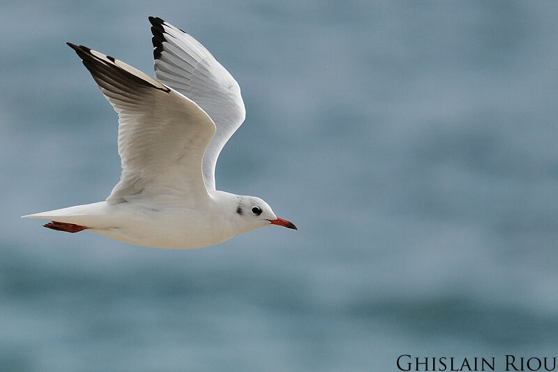 Black-headed Gulladult post breeding