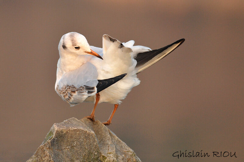 Mouette rieuseimmature