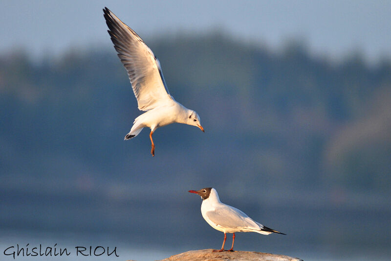 Mouette rieuse