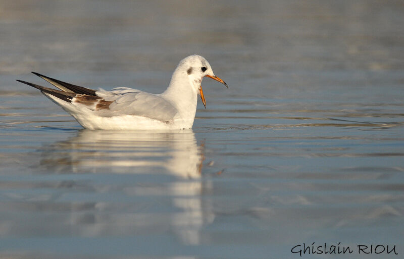 Mouette rieuseimmature