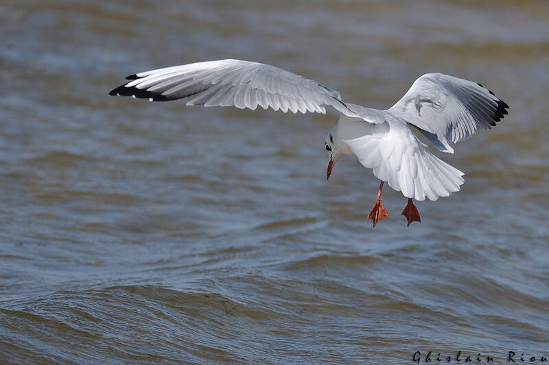 Mouette rieuseadulte internuptial