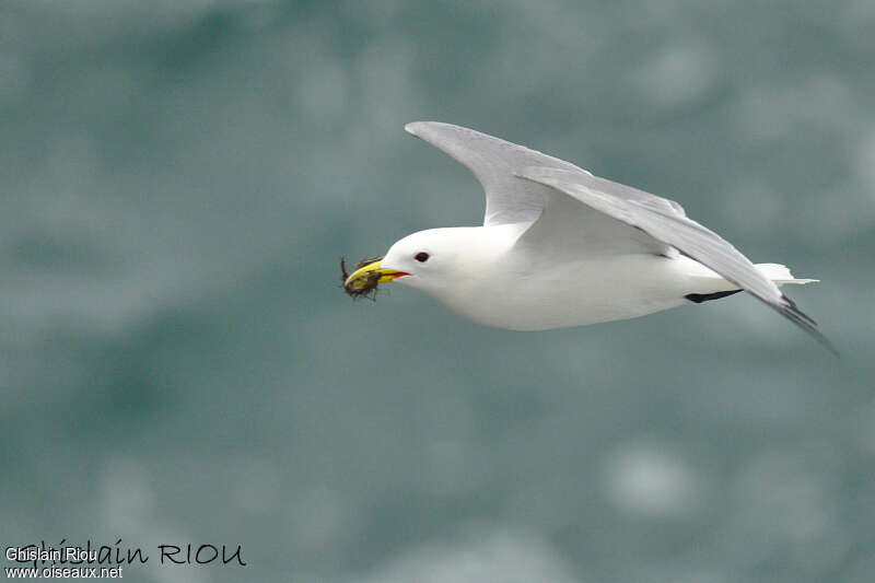 Black-legged Kittiwakeadult breeding, Flight, Reproduction-nesting