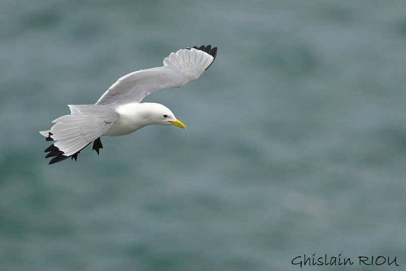 Black-legged Kittiwake