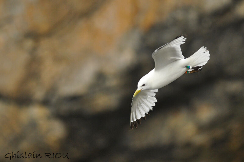 Mouette tridactyle