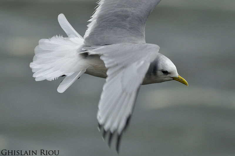 Black-legged Kittiwake