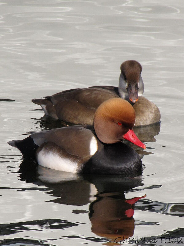 Red-crested Pochard adult