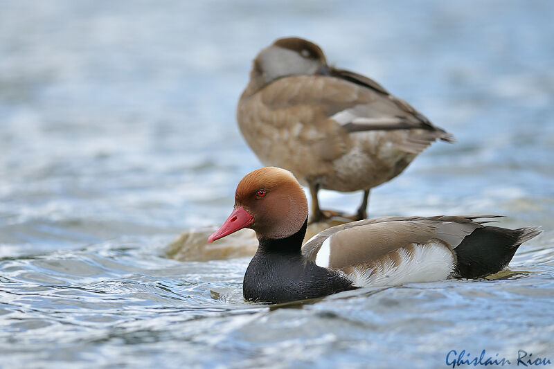 Red-crested Pochardadult