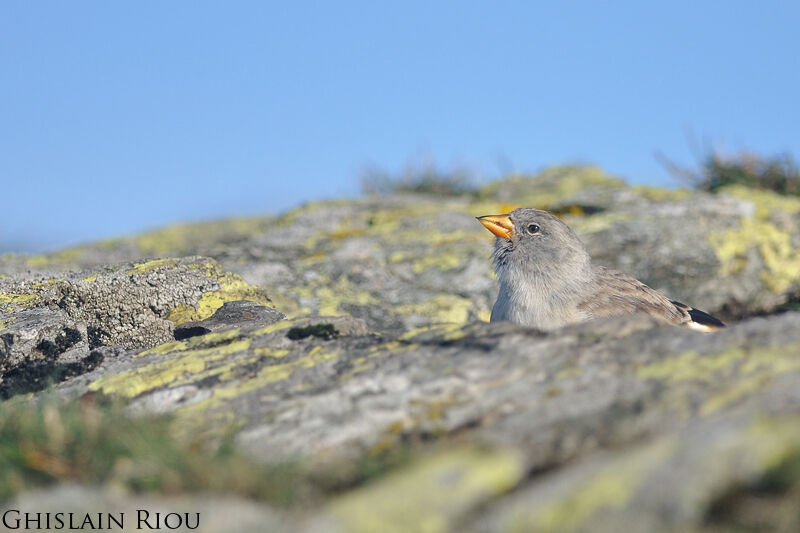 White-winged Snowfinch