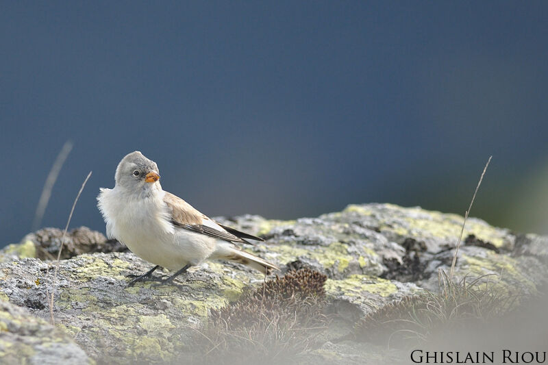 White-winged Snowfinch