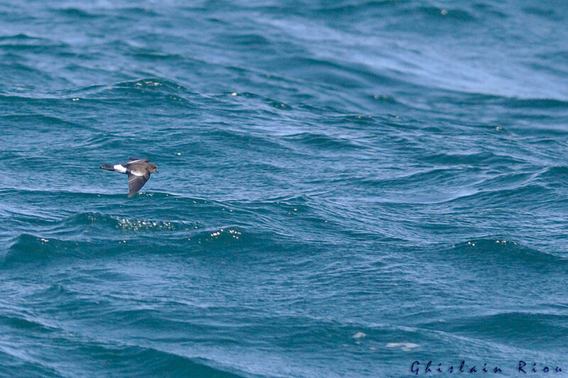 Wilson's Storm Petrel