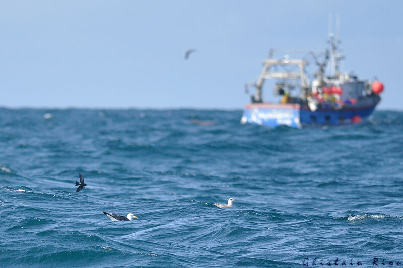 Wilson's Storm Petrel