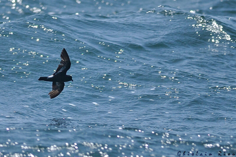 European Storm Petrel