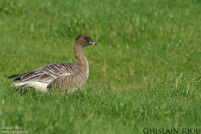 Pink-footed Goose