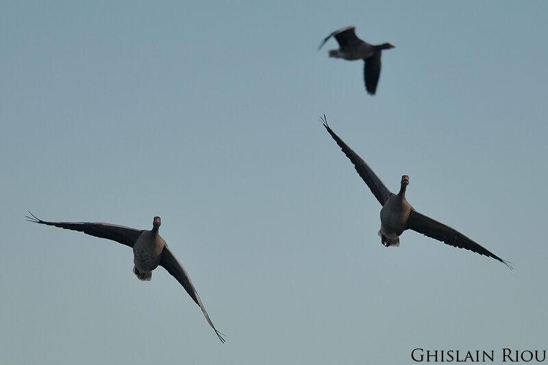 Greylag Goose