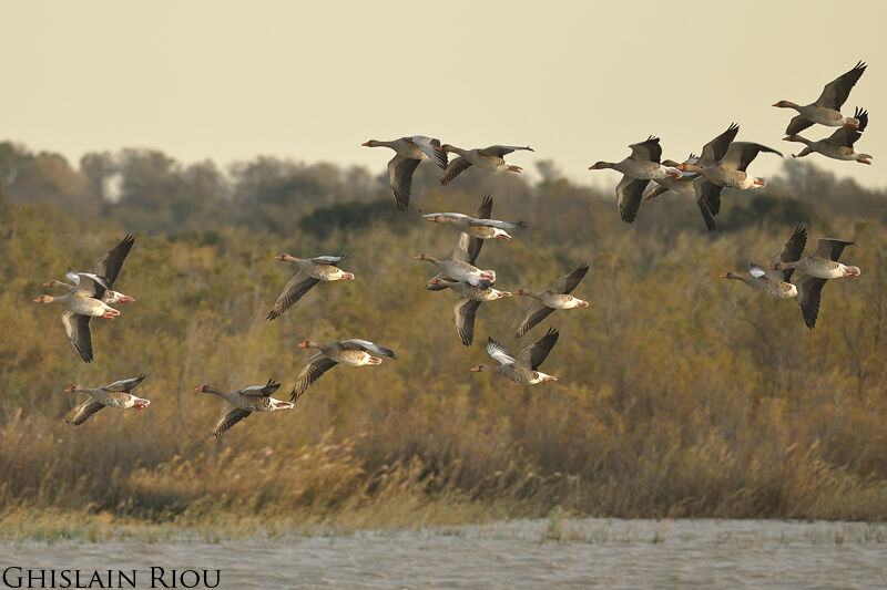 Greylag Goose