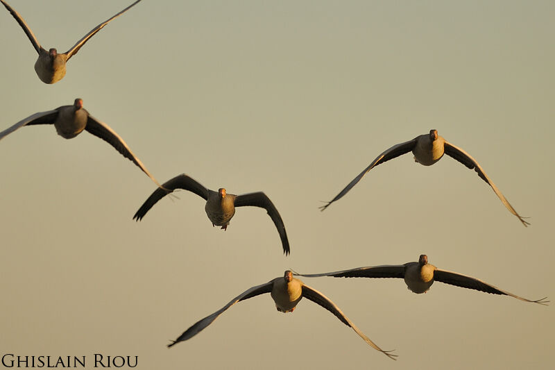 Greylag Goose