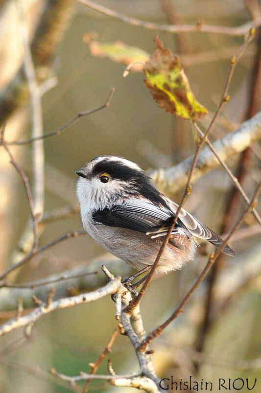 Long-tailed Tit