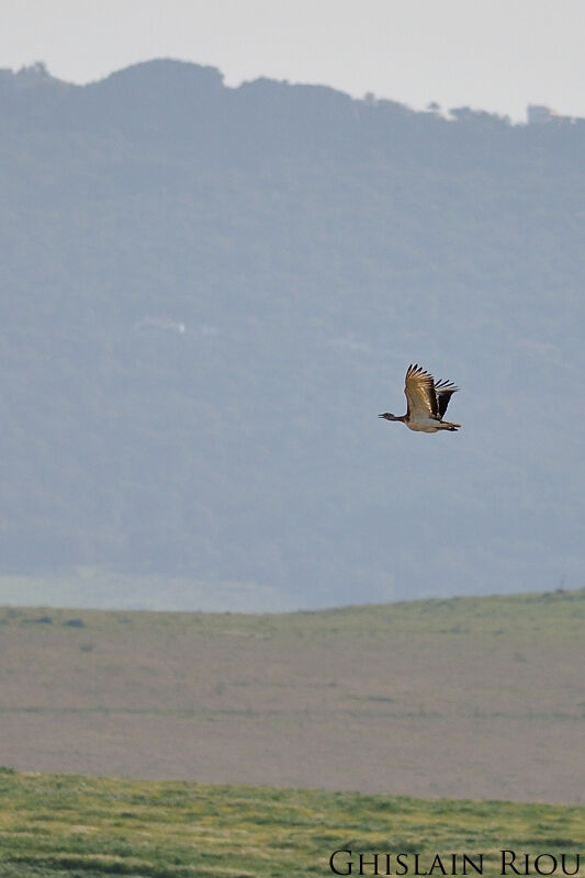 Great Bustard