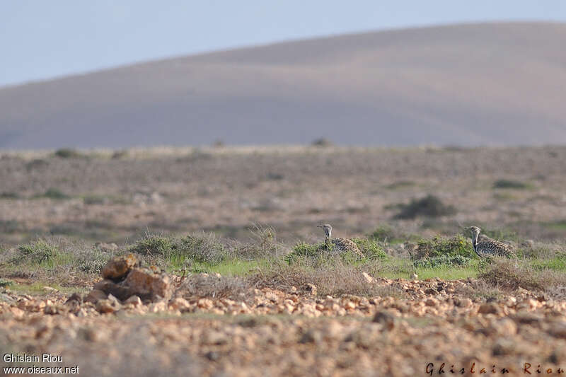 Houbara Bustardadult, habitat