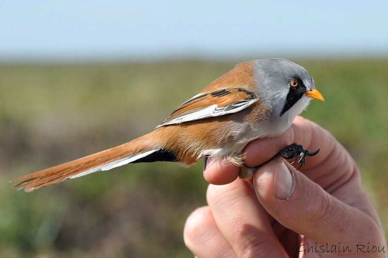 Bearded Reedling male adult