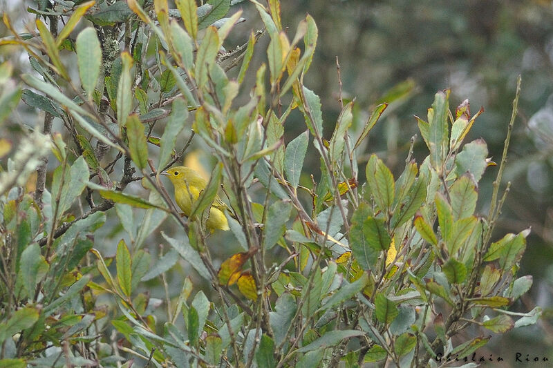 American Yellow Warbler