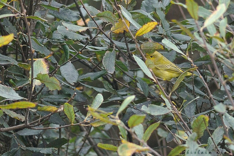 American Yellow Warbler