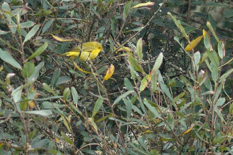 Paruline jaune