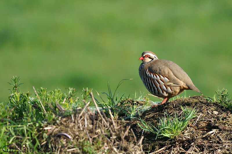 Red-legged Partridge