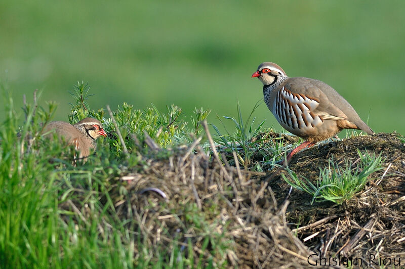 Red-legged Partridge