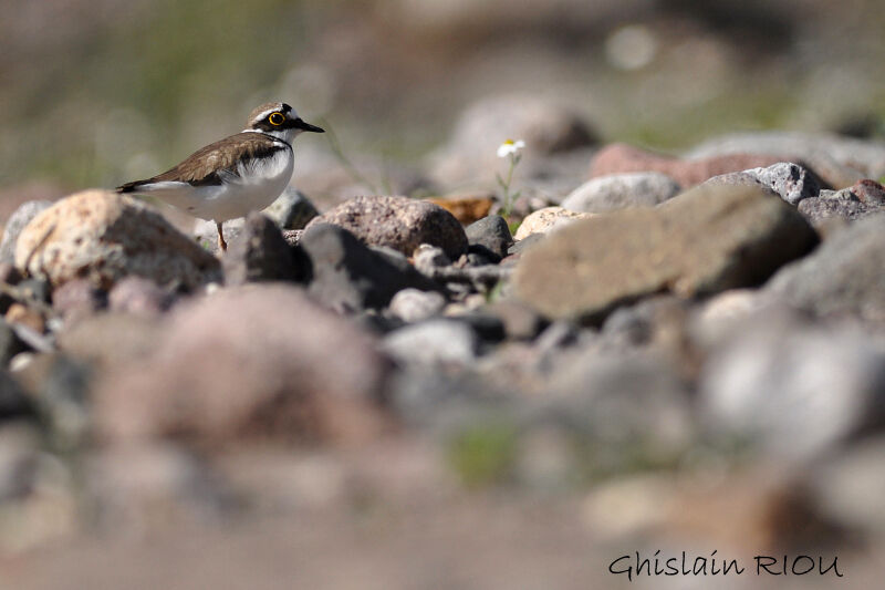 Little Ringed Plover