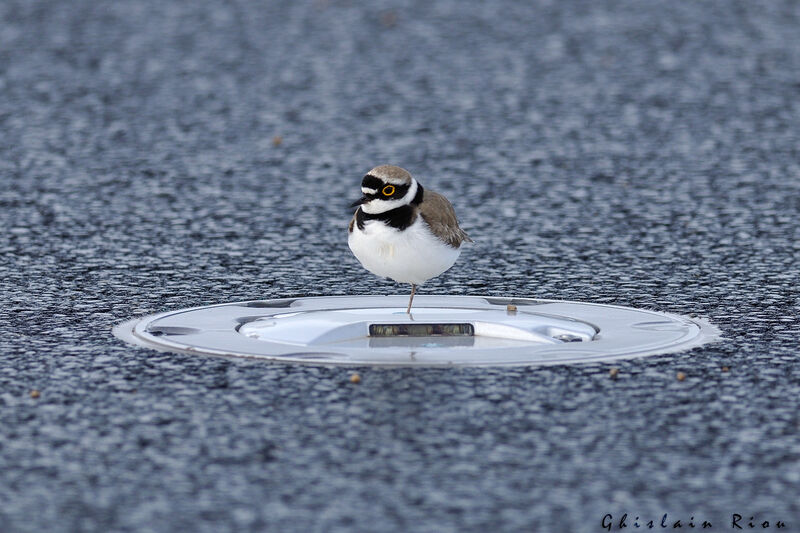 Little Ringed Plover