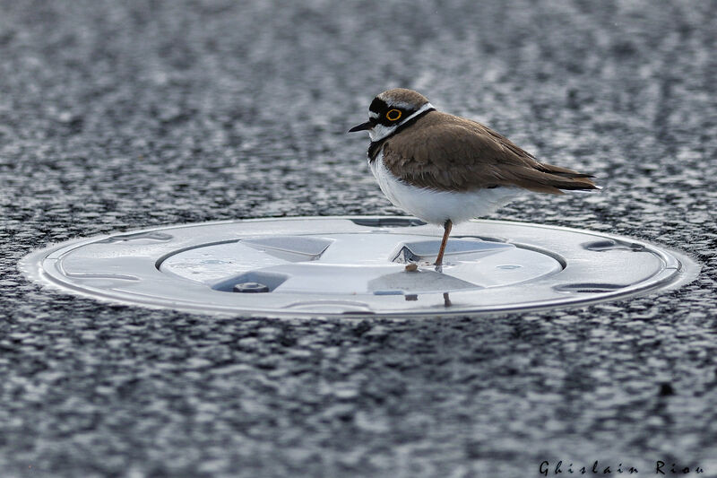 Little Ringed Plover