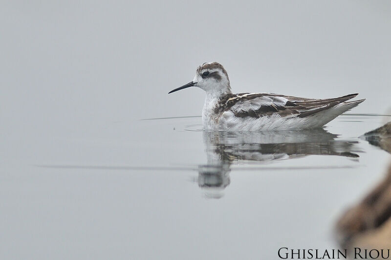 Phalarope à bec étroit