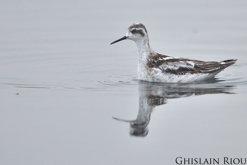 Phalarope à bec étroit