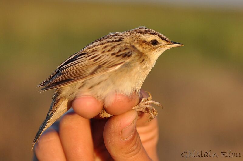 Aquatic Warbler