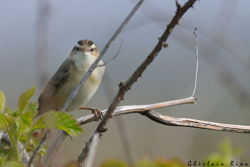 Sedge Warbler