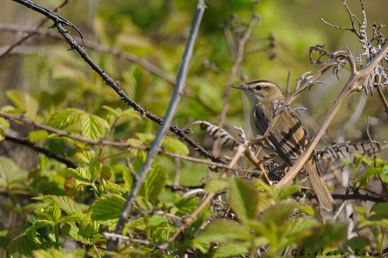 Sedge Warbler