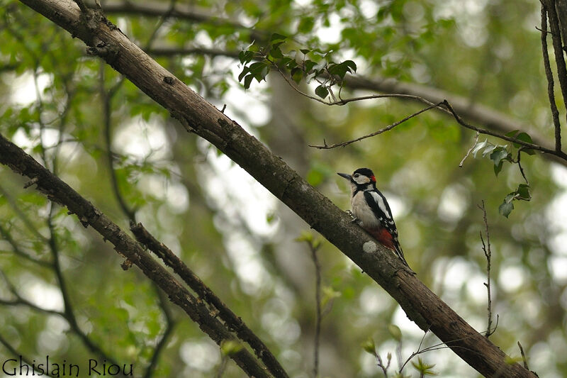 Great Spotted Woodpecker male adult