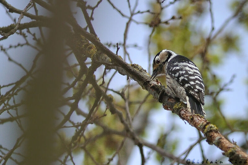 Lesser Spotted Woodpecker female